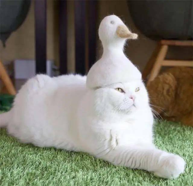 #猫猫
