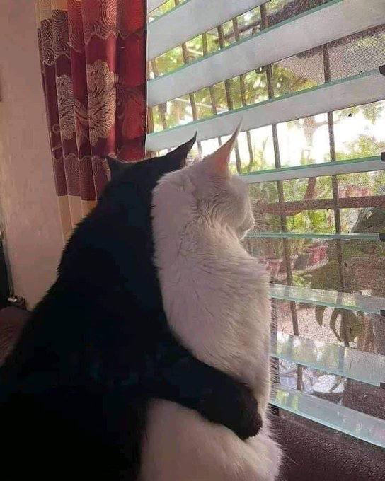 今日 #猫猫