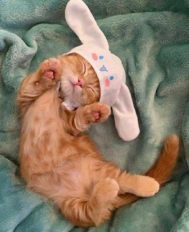 #猫猫