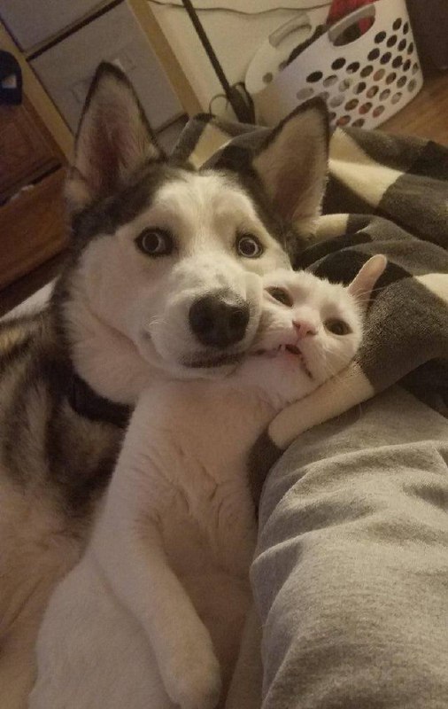 #猫猫 #狗狗
