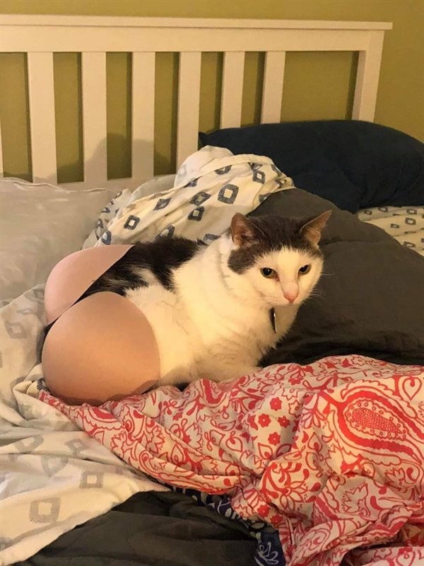 性感 #猫猫