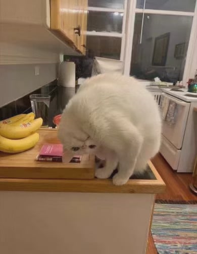 #猫猫#猫猫