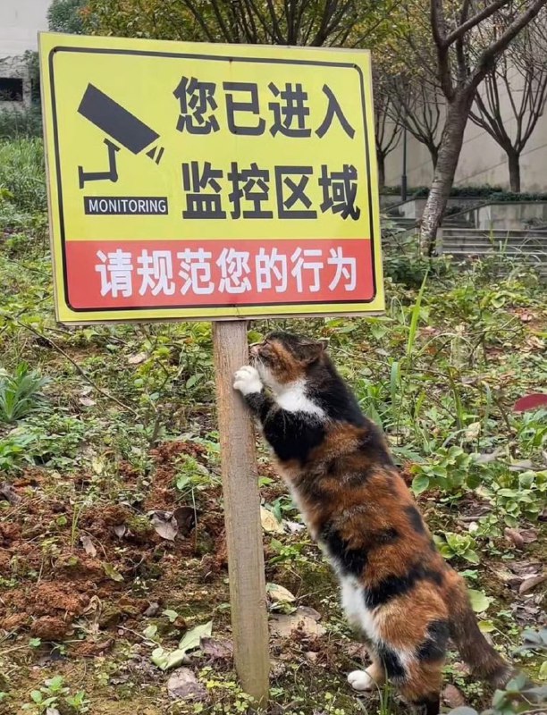 #猫猫