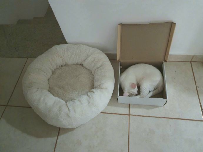 #猫猫#猫猫