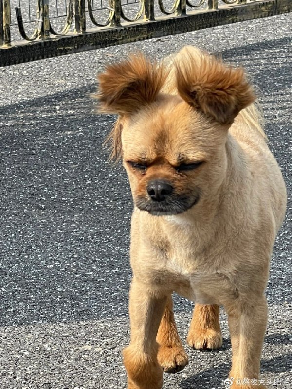 #狗狗#狗狗
