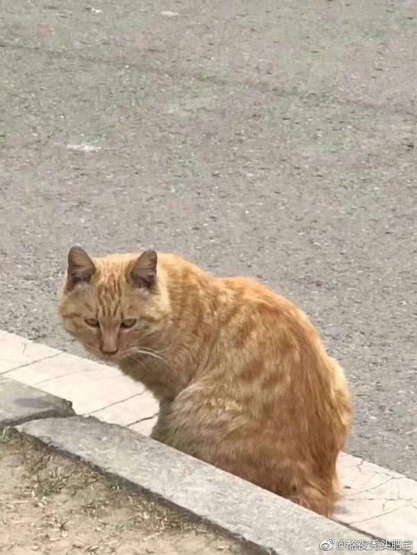 橘猫能有什么坏心思呢……橘猫能有什么坏心思呢……