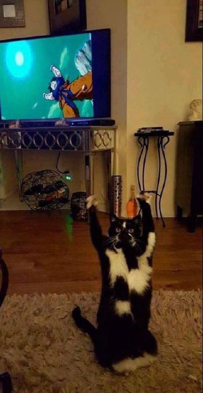 #猫猫