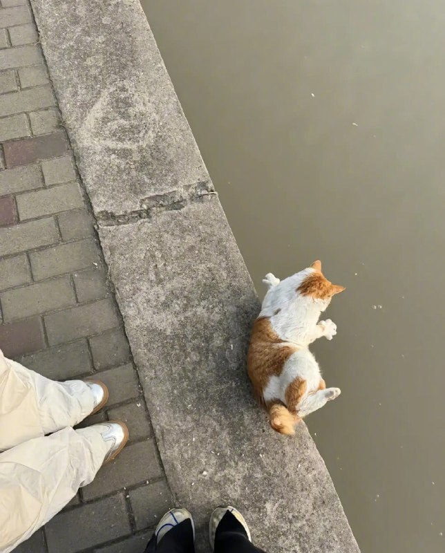 #猫猫#猫猫