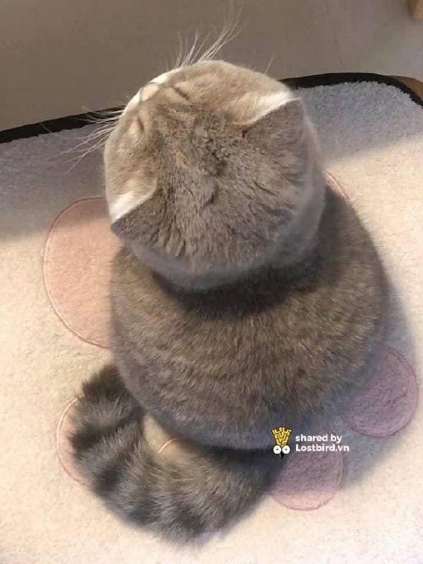 #猫猫#猫猫