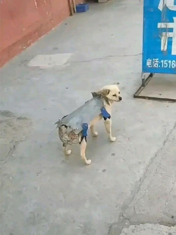 #狗狗 防骚扰贞操裤🤔#狗狗 防骚扰贞操裤🤔