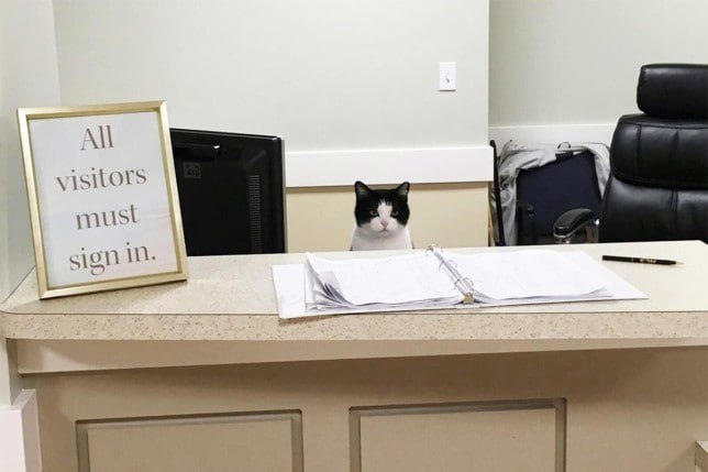 #猫猫