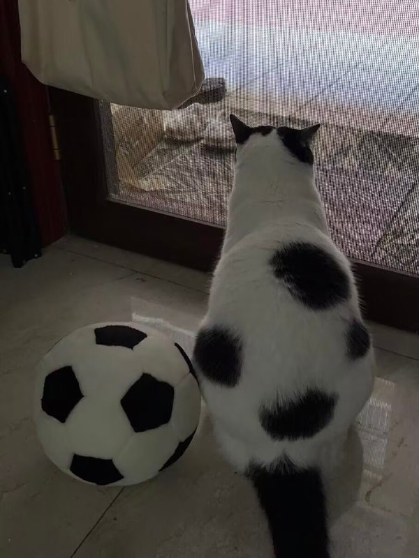足球喵⚽️#猫猫足球喵⚽️#猫猫