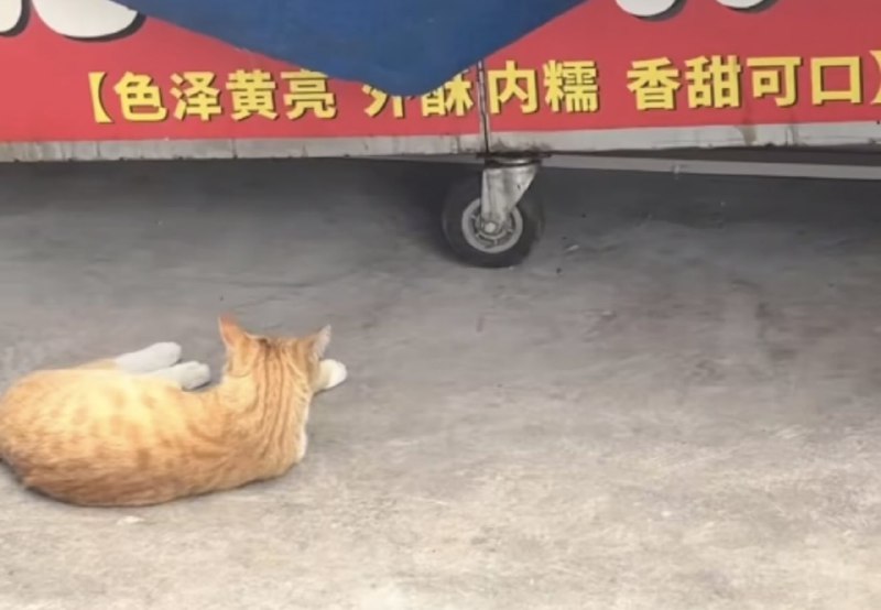 #猫猫