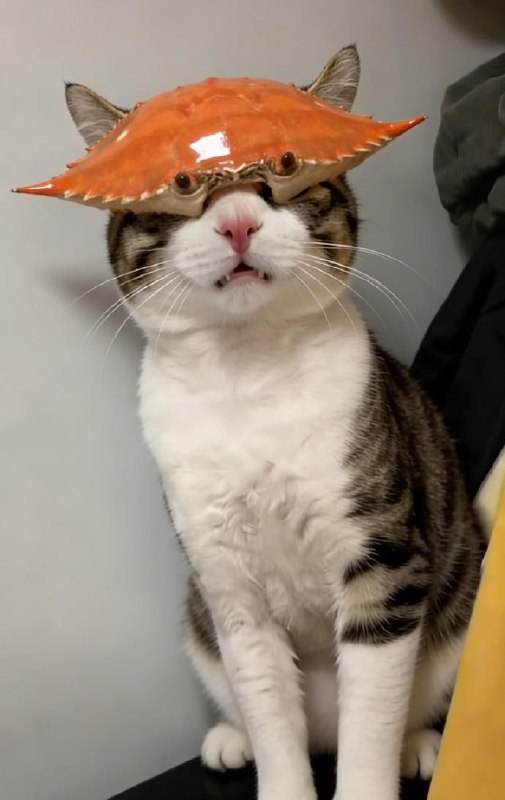 收手吧阿祖#猫猫