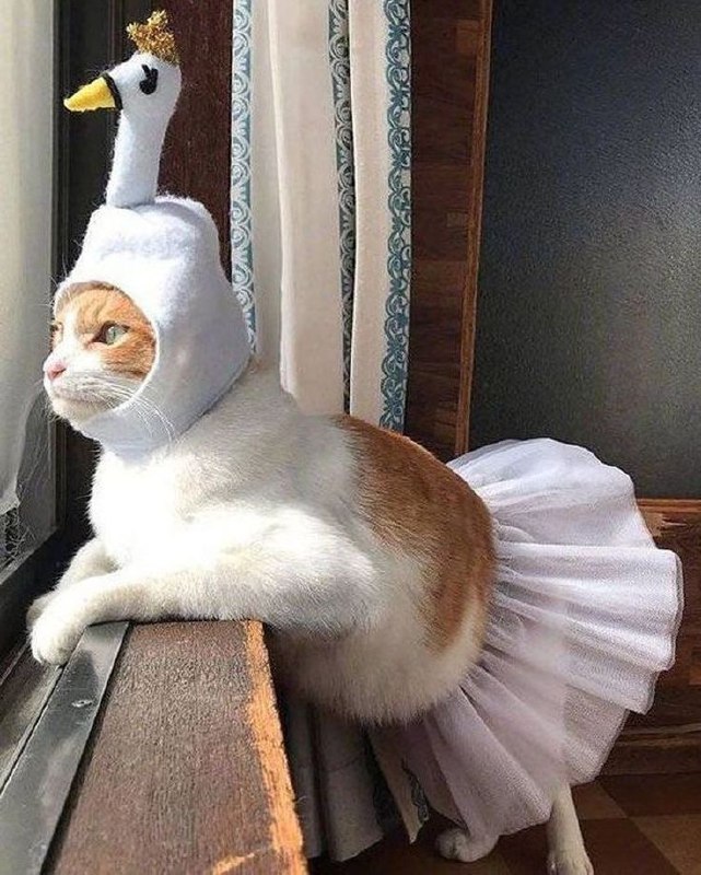 #猫猫