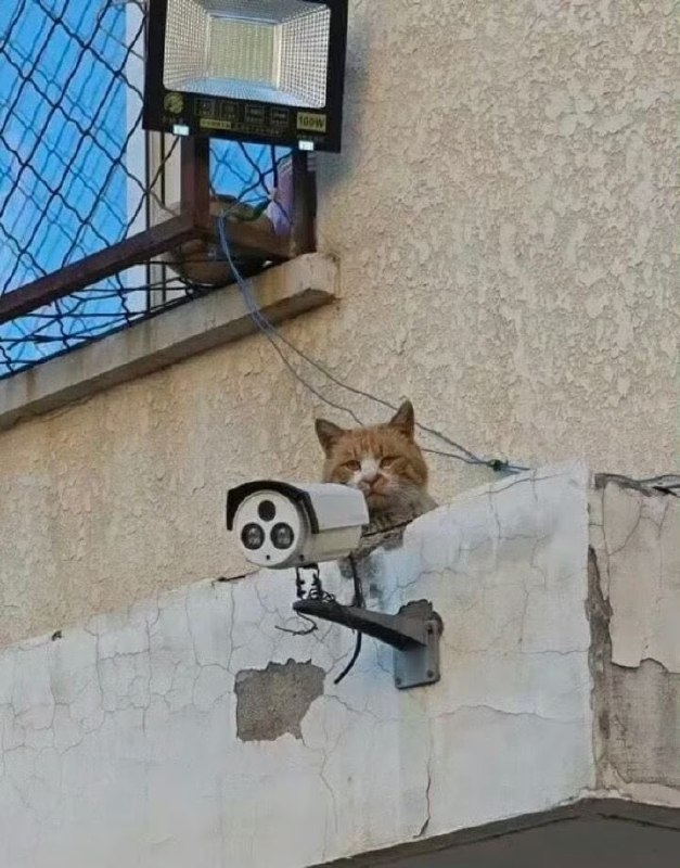 喵喵正在监视你🤨#猫猫喵喵正在监视你🤨#猫猫