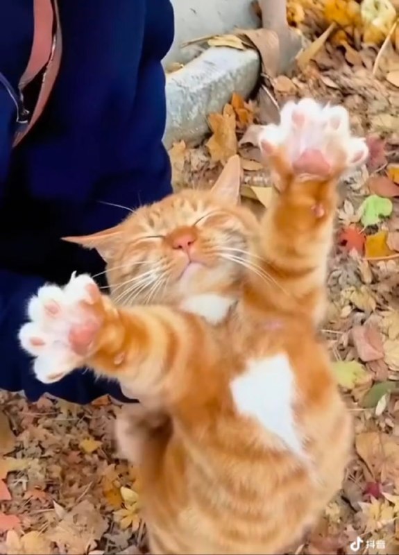 元气弹！#猫猫