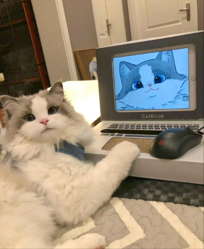 #猫猫