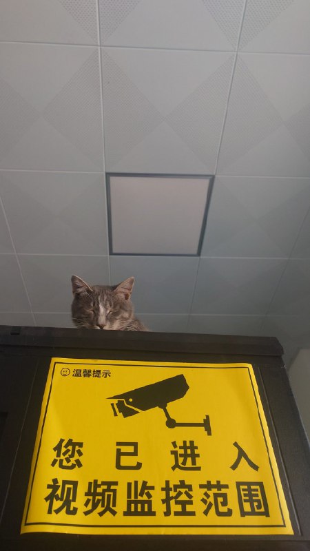 #猫猫