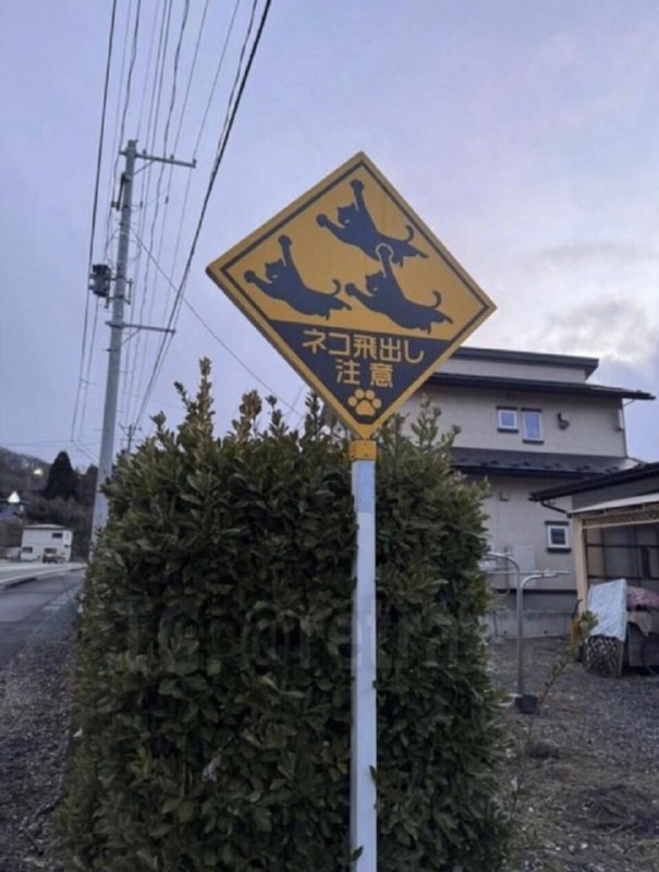 #猫猫