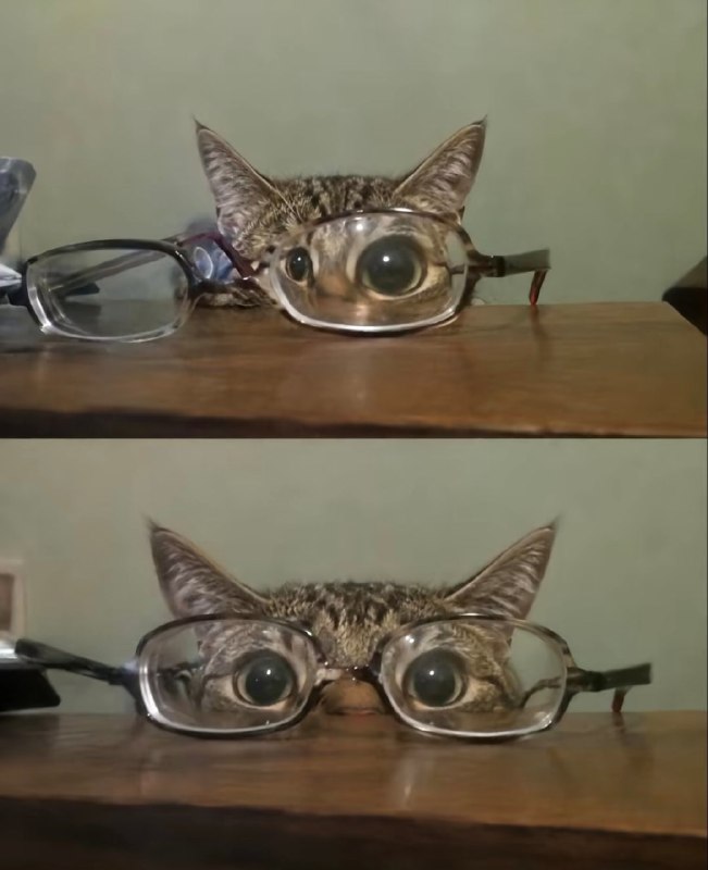 🤓#猫猫