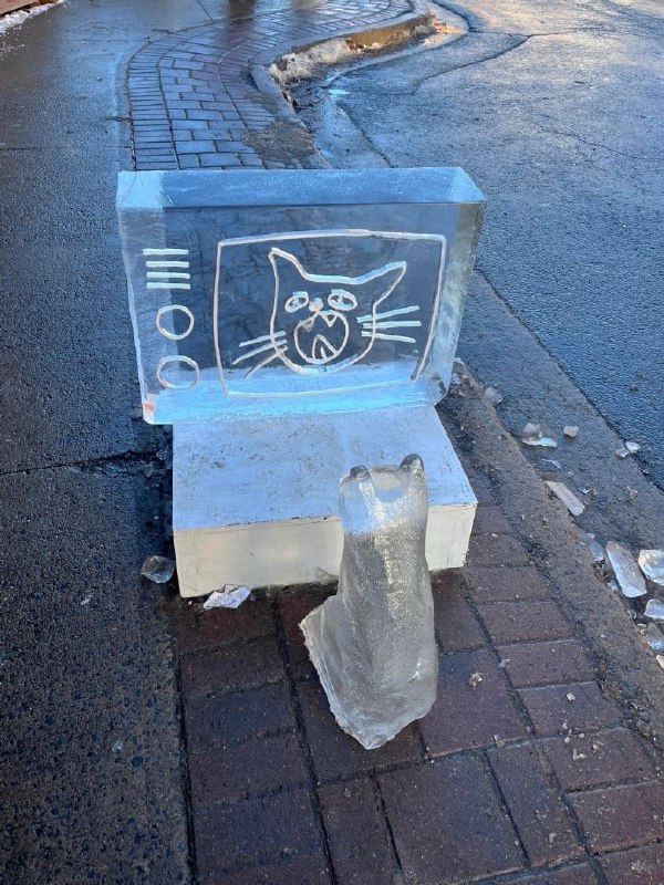 #猫猫#猫猫