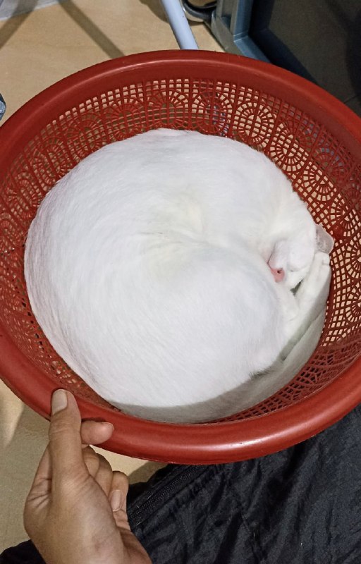 “面团发酵完成”#猫猫