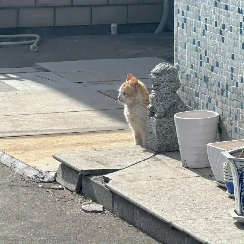 #猫猫
