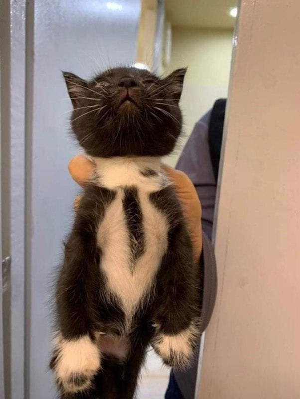 以防万一你们没有看过自带领带的绅士小猫#猫猫以防万一你们没有看过自带领带的绅士小猫#猫猫