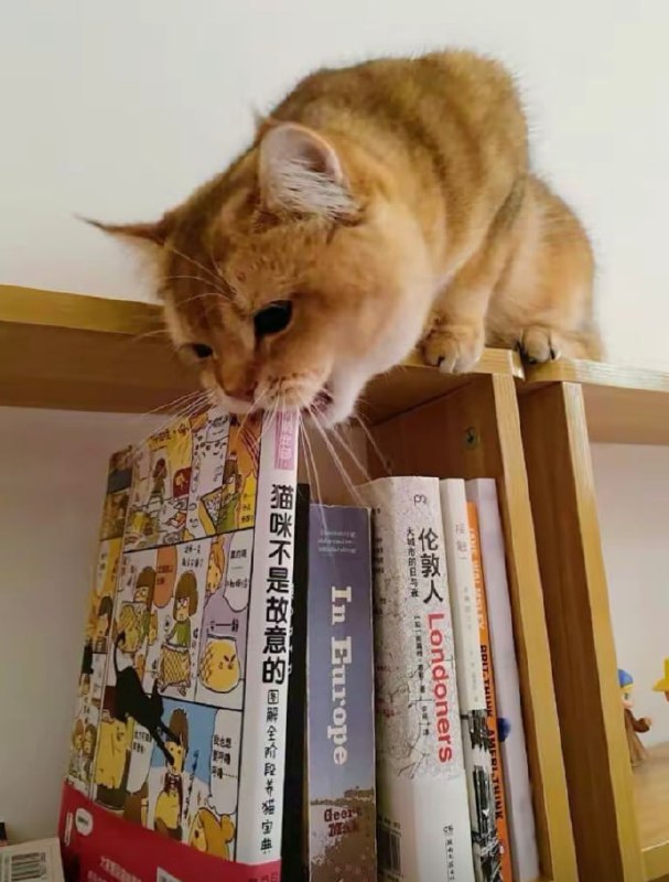 #猫猫