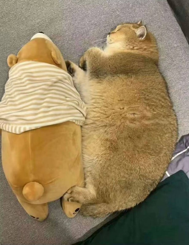 #猫猫