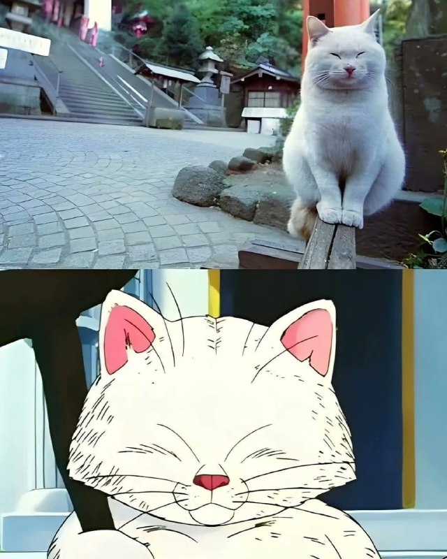 #猫猫