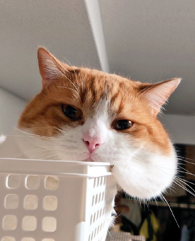 #猫猫