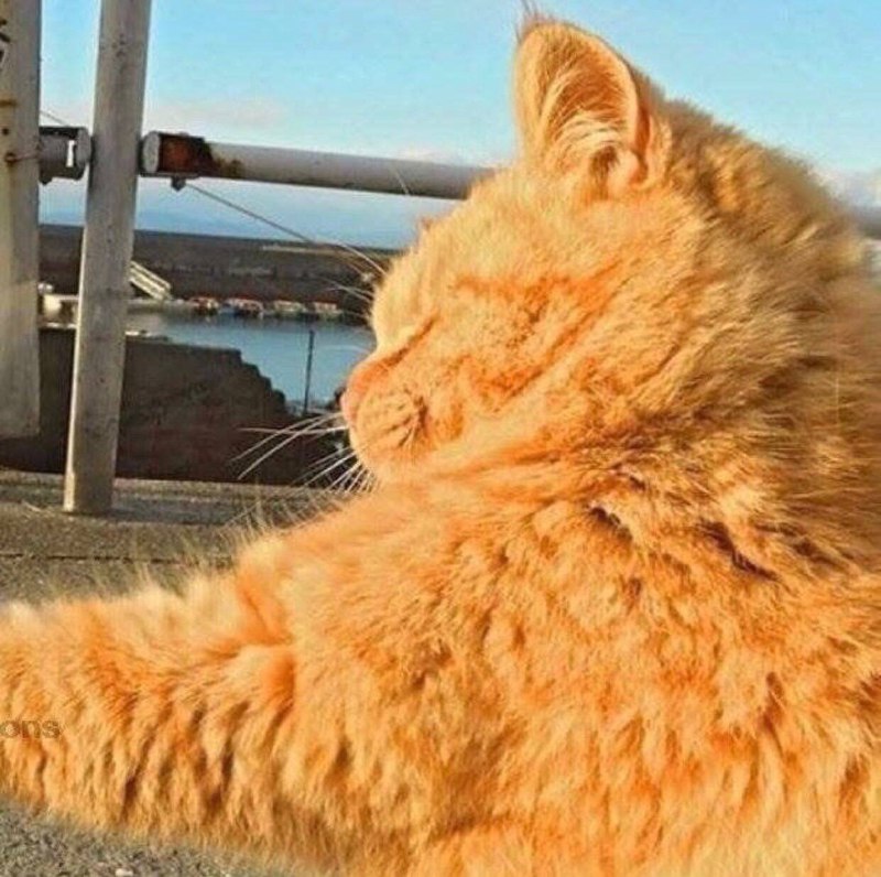 #猫猫 头像一对（原图见评论区）#猫猫 头像一对（原图见评论区）