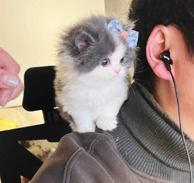 #猫猫#猫猫