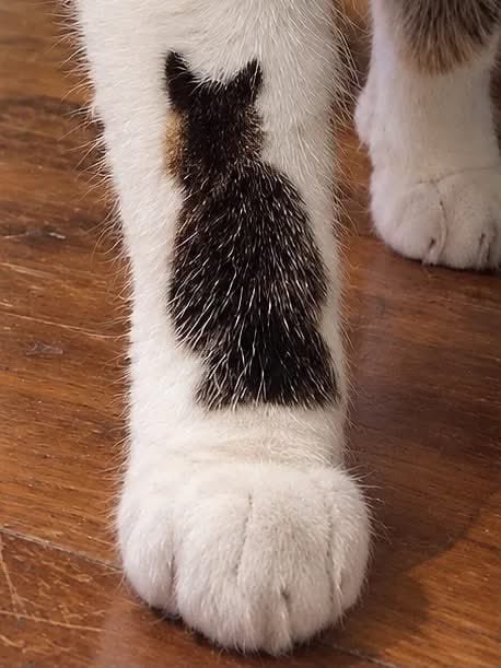 😮#猫猫😮#猫猫