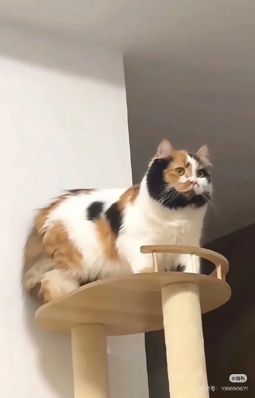 李逵喵😮#猫猫李逵喵😮#猫猫
