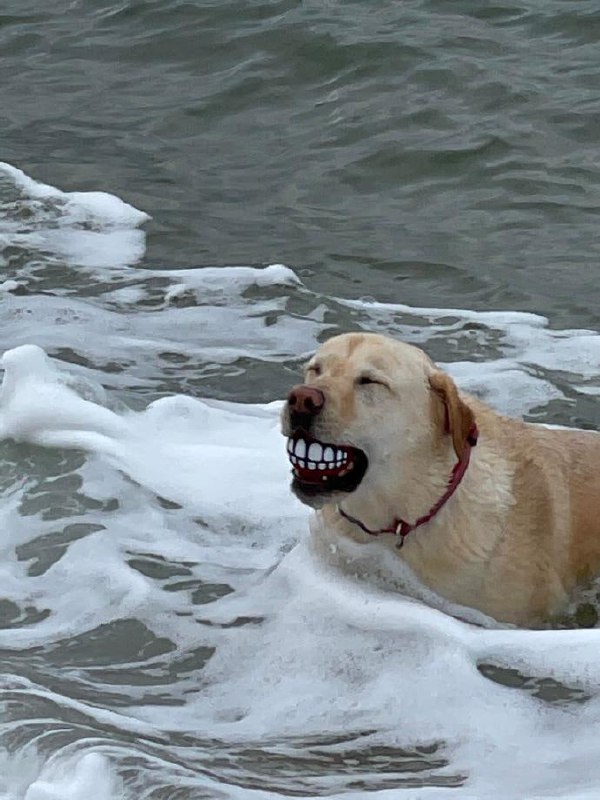 😁#狗狗😁#狗狗