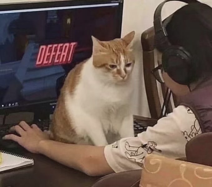 #猫猫#猫猫