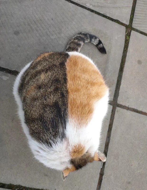 重庆大学校内的猫猫，因为很会打人所以名叫战神，这长得真是胖若两猫...#猫猫重庆大学校内的猫猫，因为很会打人所以名叫战神，这长得真是胖若两猫...#猫猫