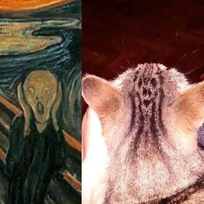 #猫猫