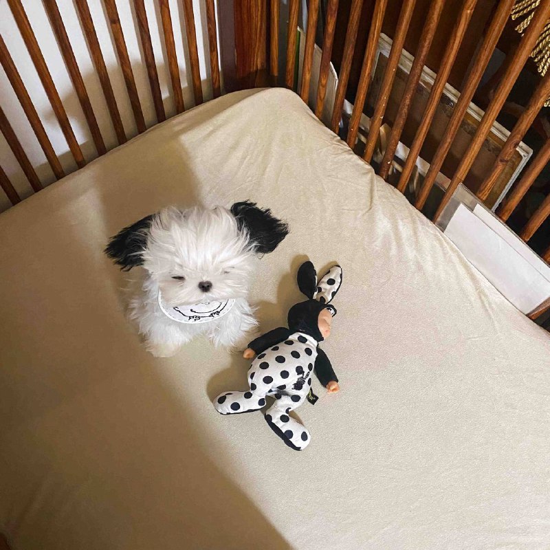 #狗狗#狗狗