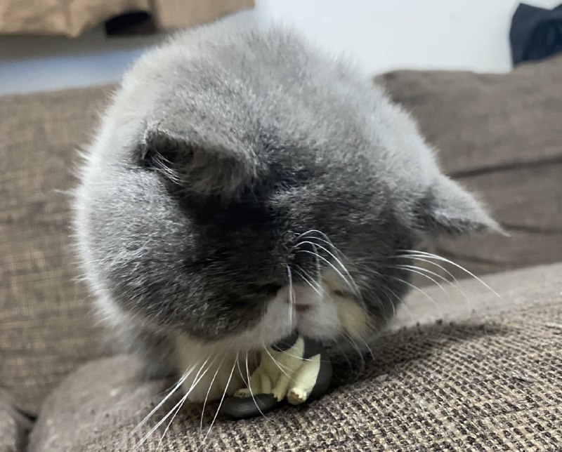 #猫猫#猫猫
