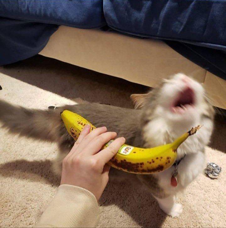 #猫猫