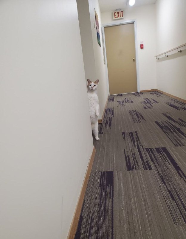 #猫猫