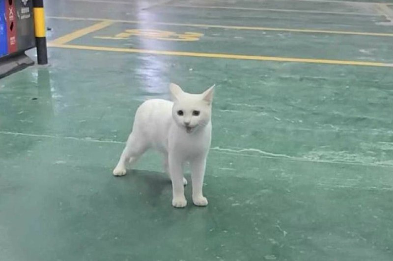 #猫猫 一个变绿的故事#猫猫 一个变绿的故事