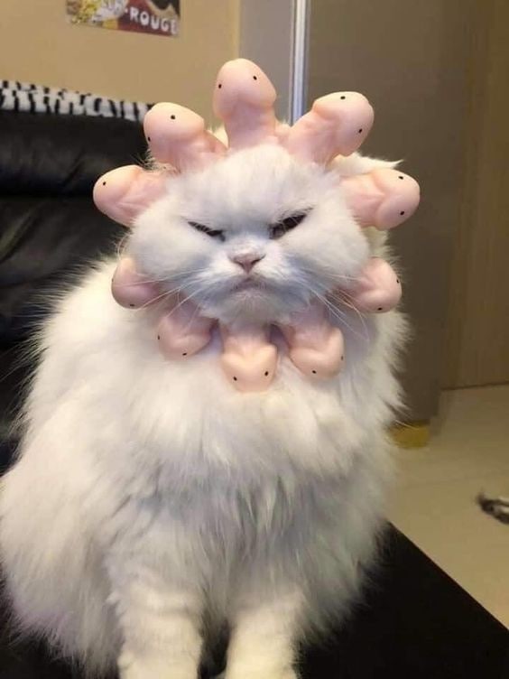 #猫猫#猫猫