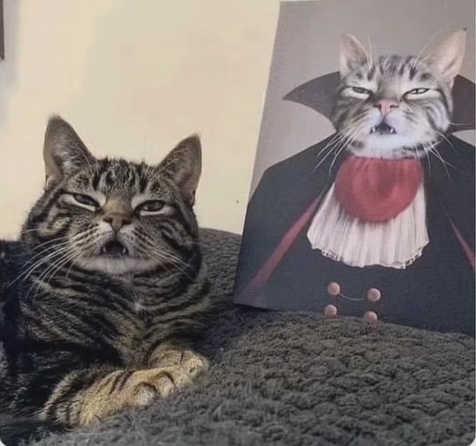 #猫猫#猫猫