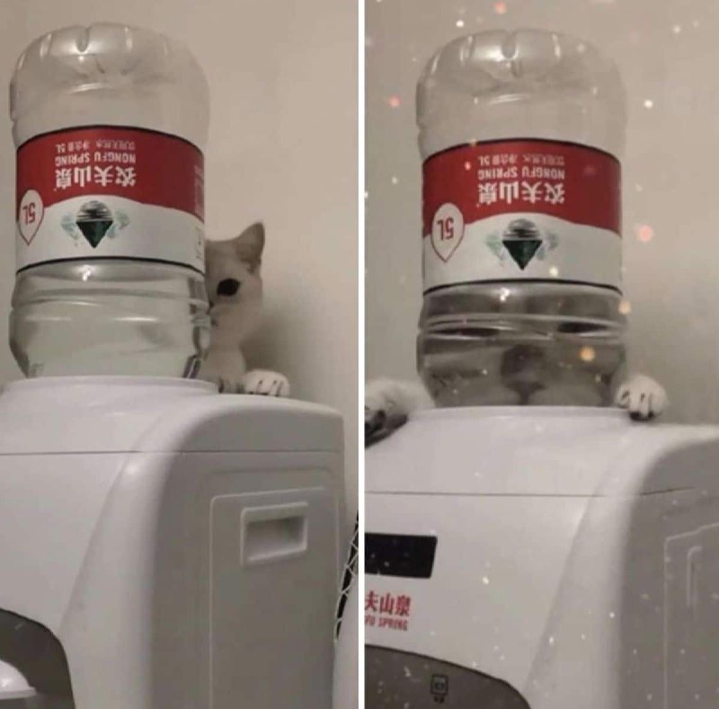 #猫猫