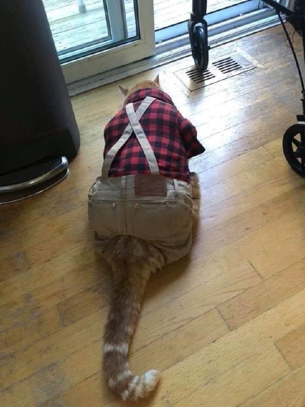 #猫猫
